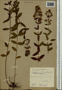 Hypericum hirsutum L., Eastern Europe, Middle Volga region (E8) (Russia)