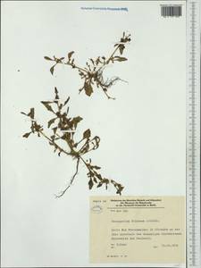 Blitum virgatum L., Western Europe (EUR) (Germany)