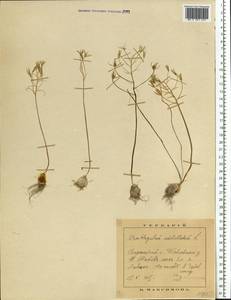 Ornithogalum orthophyllum subsp. kochii (Parl.) Zahar., Eastern Europe, Central forest-and-steppe region (E6) (Russia)