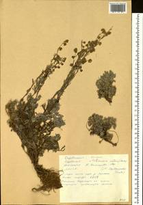 Artemisia czekanowskiana Trautv., Siberia, Yakutia (S5) (Russia)