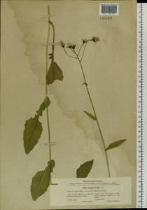 Crepis lyrata (L.) Froel., Siberia, Western Siberia (S1) (Russia)
