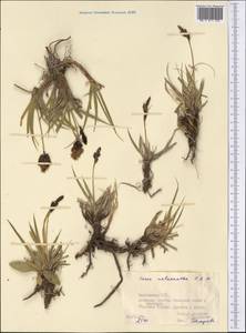 Carex melanantha C.A.Mey., Middle Asia, Pamir & Pamiro-Alai (M2) (Kyrgyzstan)