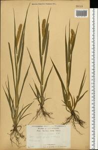 Setaria pumila (Poir.) Roem. & Schult., Eastern Europe, Central forest-and-steppe region (E6) (Russia)