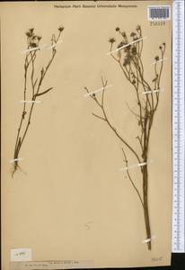 Crepis pulchra L., Middle Asia, Dzungarian Alatau & Tarbagatai (M5) (Kazakhstan)