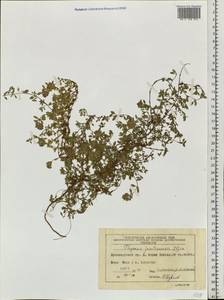 Thymus jenisseensis Iljin, Siberia, Central Siberia (S3) (Russia)