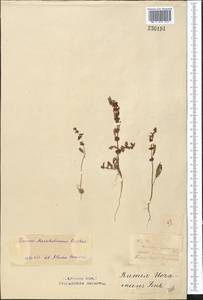 Rumex marschallianus Rchb., Middle Asia, Northern & Central Kazakhstan (M10) (Kazakhstan)