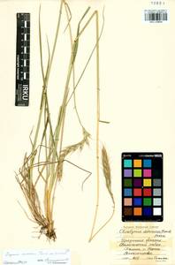 Elymus dahuricus Griseb., Siberia, Baikal & Transbaikal region (S4) (Russia)