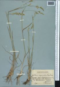 Piptatherum songaricum (Trin. & Rupr.) Roshev., Middle Asia, Dzungarian Alatau & Tarbagatai (M5) (Kazakhstan)