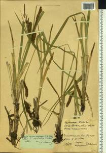 Carex rostrata Stokes, Siberia, Baikal & Transbaikal region (S4) (Russia)