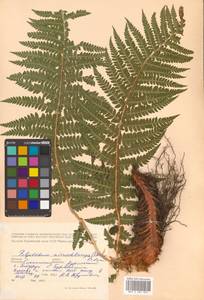 Polystichum microchlamys (Christ) Matsum., Siberia, Russian Far East (S6) (Russia)