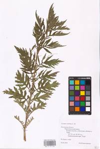 MHA 0 157 840, Lycopus exaltatus L.f., Eastern Europe, Central region (E4) (Russia)