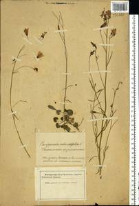 Campanula rotundifolia L., Eastern Europe, Latvia (E2b) (Latvia)