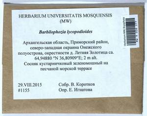 Barbilophozia lycopodioides (Wallr.) Loeske, Bryophytes, Bryophytes - European North East (B7) (Russia)