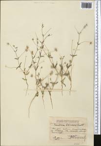 Lomelosia olivieri (Coult.) Greuter & Burdet, Middle Asia, Dzungarian Alatau & Tarbagatai (M5) (Kazakhstan)