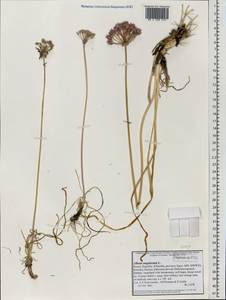 Allium angulosum L., Eastern Europe, Northern region (E1) (Russia)