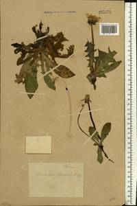 Taraxacum officinale Weber ex F. H. Wigg., Eastern Europe, Northern region (E1) (Russia)