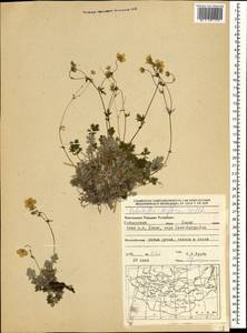 Potentilla biflora Willd. ex Schltdl., Mongolia (MONG) (Mongolia)