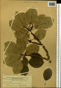 Populus suaveolens subsp. maximowiczii (A. Henry) Tatew., Siberia, Russian Far East (S6) (Russia)