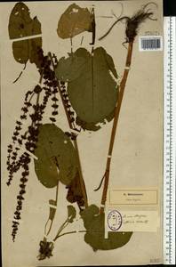 Rumex obtusifolius L., Eastern Europe, North-Western region (E2) (Russia)