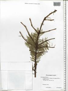 Picea pungens Engelm., Eastern Europe, Central region (E4) (Russia)