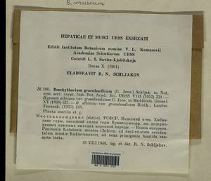 Brachythecium tauriscorum Molendo & Lorentz, Bryophytes, Bryophytes - Karelia, Leningrad & Murmansk Oblasts (B4) (Russia)