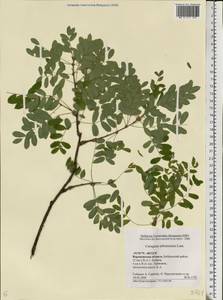 Caragana arborescens Lam., Eastern Europe, Central forest-and-steppe region (E6) (Russia)