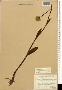 Traunsteinera sphaerica (M.Bieb.) Schltr., Caucasus, South Ossetia (K4b) (South Ossetia)