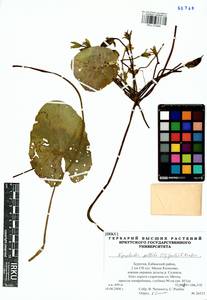 Nymphoides peltata (S. G. Gmelin) O. Kuntze, Siberia, Baikal & Transbaikal region (S4) (Russia)