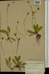 Pilosella piloselliflora (Nägeli & Peter) Soják, Eastern Europe, Moscow region (E4a) (Russia)