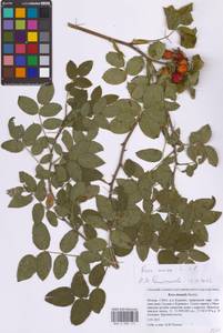 Rosa canina L., Eastern Europe, Moscow region (E4a) (Russia)