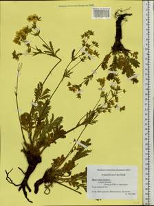 Potentilla tanacetifolia Willd. ex D. F. K. Schltdl., Siberia, Baikal & Transbaikal region (S4) (Russia)