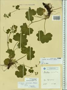 Alchemilla semilunaris Alechin, Eastern Europe, Volga-Kama region (E7) (Russia)