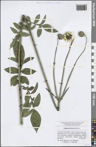 Cephalaria litvinovii Bobrov, Eastern Europe, Middle Volga region (E8) (Russia)