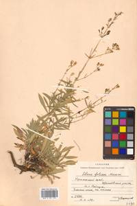 Silene foliosa Maxim., Siberia, Russian Far East (S6) (Russia)