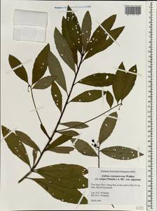 Ardisia crenata subsp. crassinervosa (E. Walker) C. M. Hu & Vidal, South Asia, South Asia (Asia outside ex-Soviet states and Mongolia) (ASIA) (Vietnam)