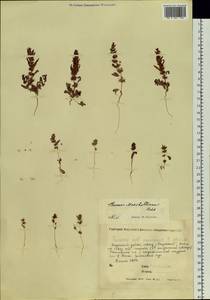 Rumex marschallianus Rchb., Siberia, Yakutia (S5) (Russia)