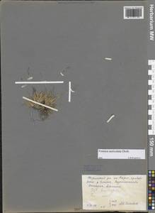 Festuca auriculata Drobow, Siberia, Central Siberia (S3) (Russia)