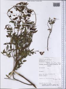 Allophylus edulis (A. St.-Hil., Cambessedes & A. Jussieu) Radlk. ex Warm., America (AMER) (Paraguay)
