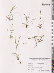 Potamogeton sibiricus A.Benn., Siberia, Chukotka & Kamchatka (S7) (Russia)