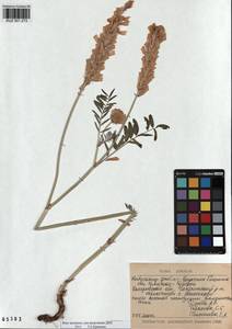 KUZ 001 273, Hedysarum gmelinii Ledeb., Siberia, Altai & Sayany Mountains (S2) (Russia)
