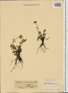 Archanthemis marschalliana subsp. sosnovskyana (Fed.) Lo Presti & Oberpr., Caucasus, North Ossetia, Ingushetia & Chechnya (K1c) (Russia)