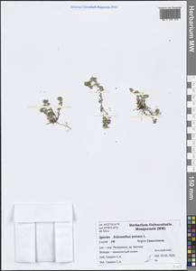 Scleranthus annuus L., Crimea (KRYM) (Russia)
