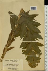 Euphorbia lucida Waldst. & Kit., Eastern Europe, Western region (E3) (Russia)