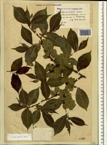 Ulmus glabra Huds., Caucasus, Stavropol Krai, Karachay-Cherkessia & Kabardino-Balkaria (K1b) (Russia)