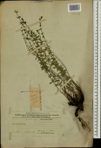 Satureja macrantha C.A.Mey., Caucasus, Azerbaijan (K6) (Azerbaijan)