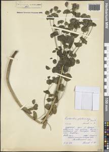 Euphorbia glaberrima K.Koch, Caucasus, North Ossetia, Ingushetia & Chechnya (K1c) (Russia)