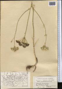 Oedibasis apiculata (Kar. & Kir.) Koso-Pol., Middle Asia, Western Tian Shan & Karatau (M3) (Uzbekistan)