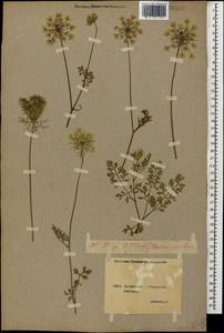 Daucus carota L., Caucasus, Georgia (K4) (Georgia)