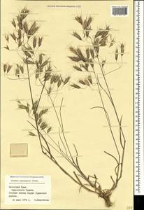 Bromus japonicus Houtt., Crimea (KRYM) (Russia)
