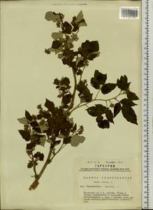 Rubus idaeus L., Siberia, Western Siberia (S1) (Russia)